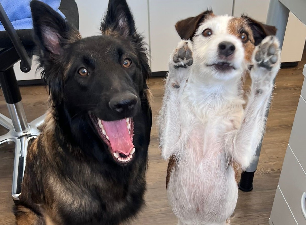 Die beiden Bürohunde der Kanzlei